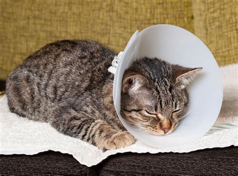 colar elizabetano para gatos - pastillas para los colicos